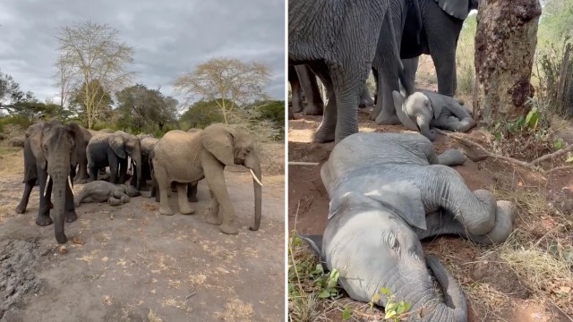 A group of elephants gathered around a resting baby elephant in a natural setting.