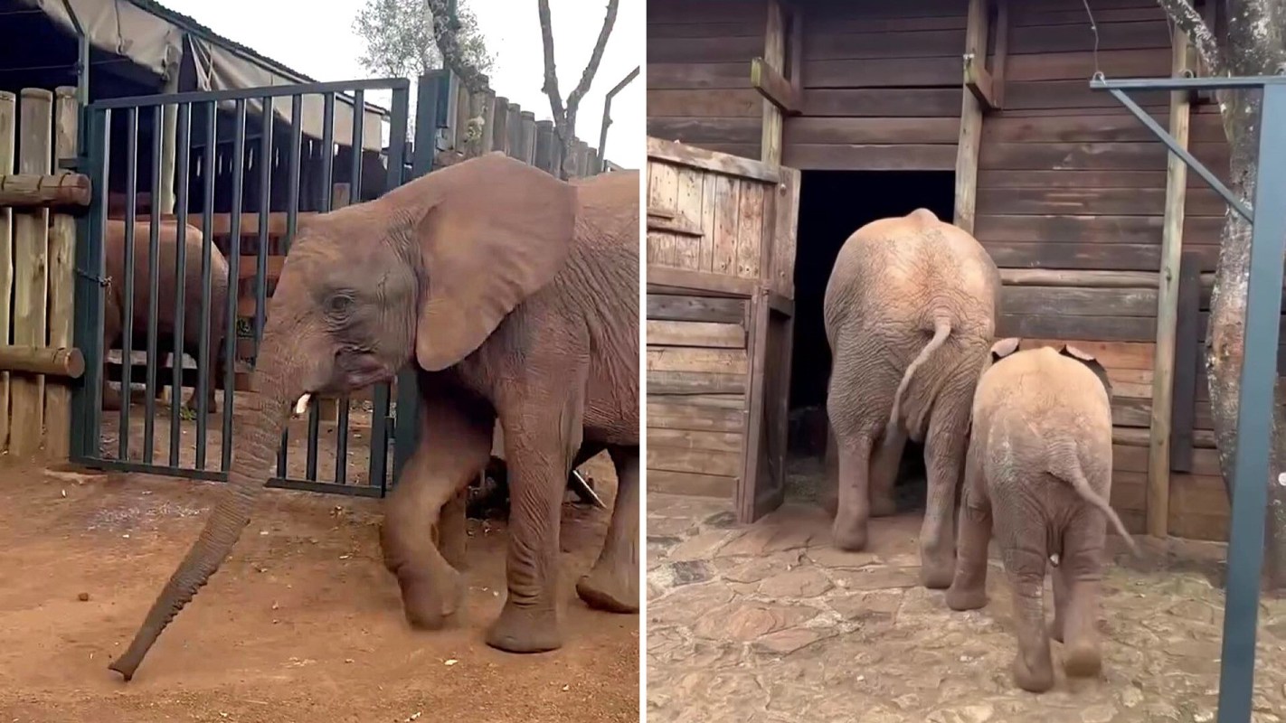Two elephants, one large and one small, walk towards a wooden enclosure.