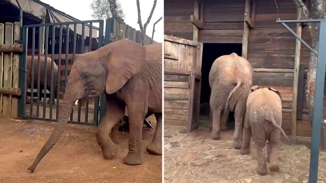 Two elephants, one large and one small, walk towards a wooden enclosure.