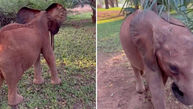 A young elephant stands in a grassy area, surrounded by trees and sunlight filtering through the leaves.