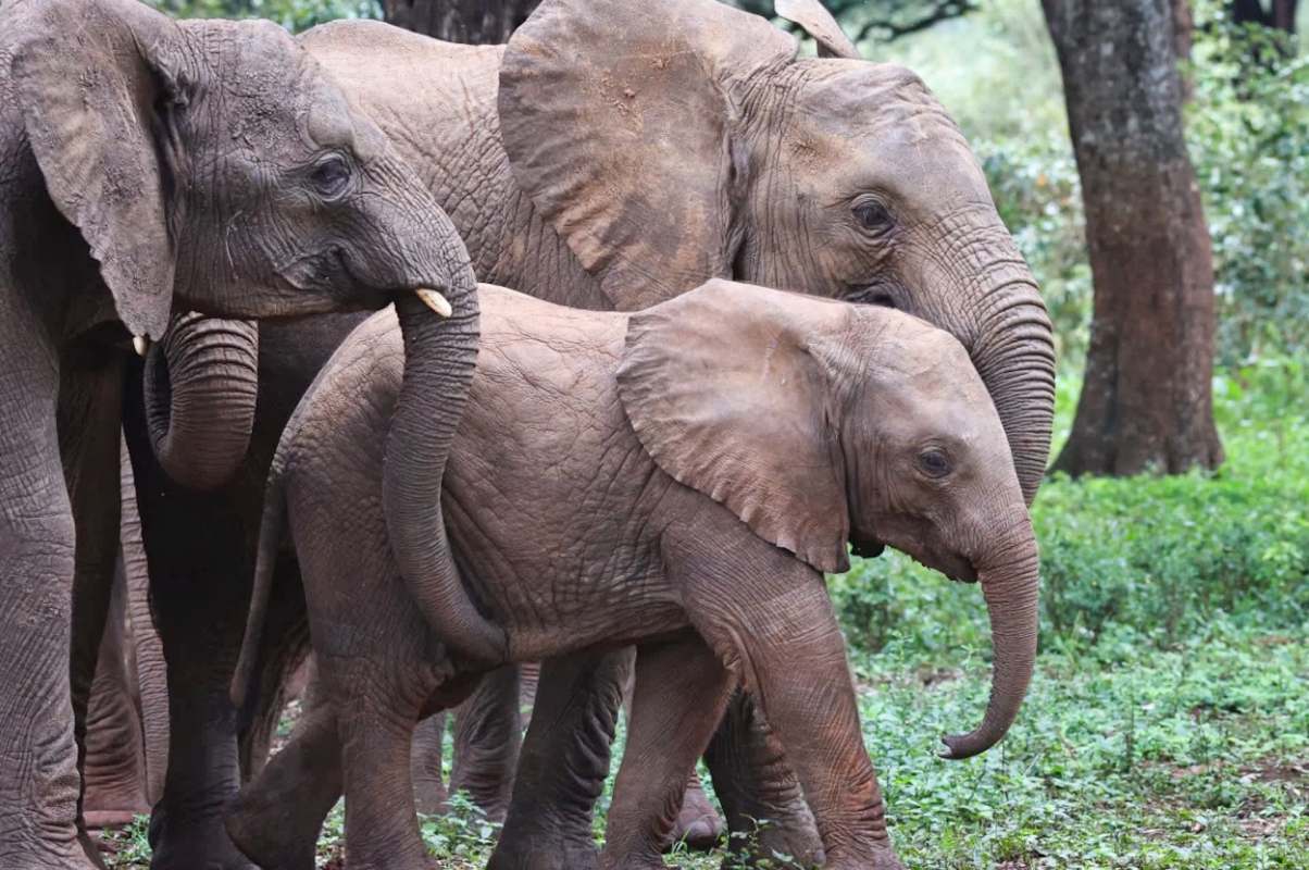 A trio of elephants, including a baby, stands together amid lush green vegetation.