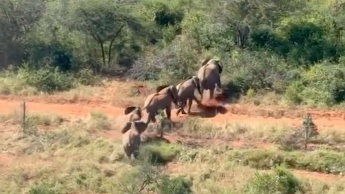 A herd of elephants walking through a grassy landscape with scattered shrubs and a dirt path.