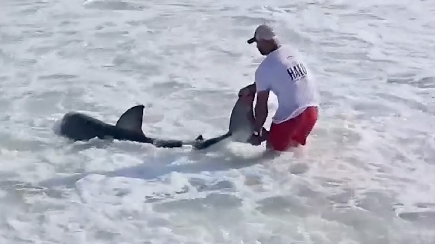 A person in a white shirt and red shorts is handling a shark in shallow ocean water.