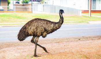 An emu walking along a dirt path near a road with houses in the background.