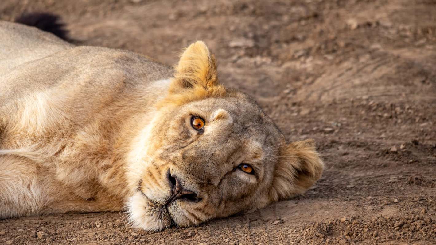 A close-up of a lioness resting on the ground, gazing calmly with soulful amber eyes.