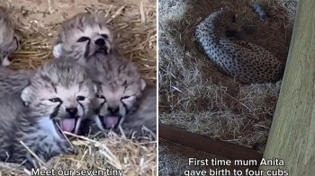 A group of cheetah cubs yawning beside their mother.
