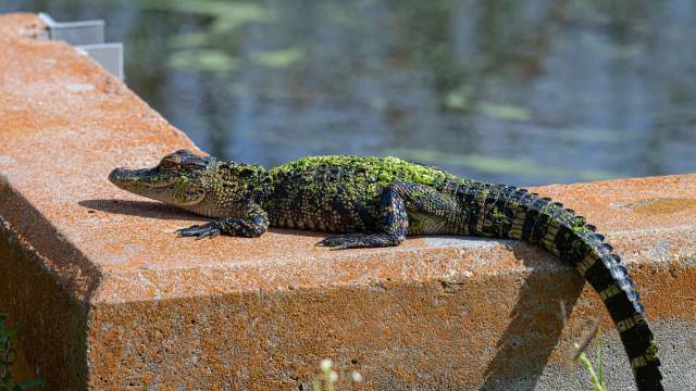 A young alligator rests on a concrete ledge covered in moss, with water in the background.