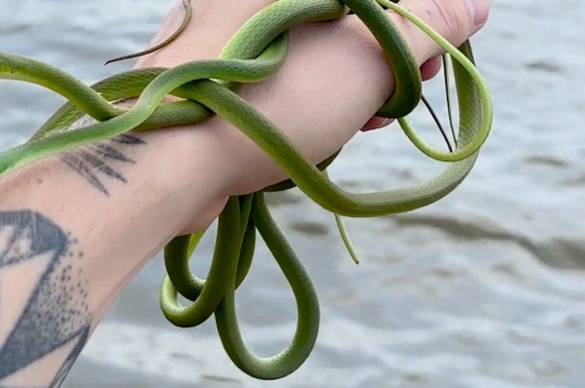 A person holds several emerald green snakes in their hand against a blurred background of water.