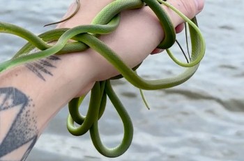A person holds several emerald green snakes in their hand against a blurred background of water.