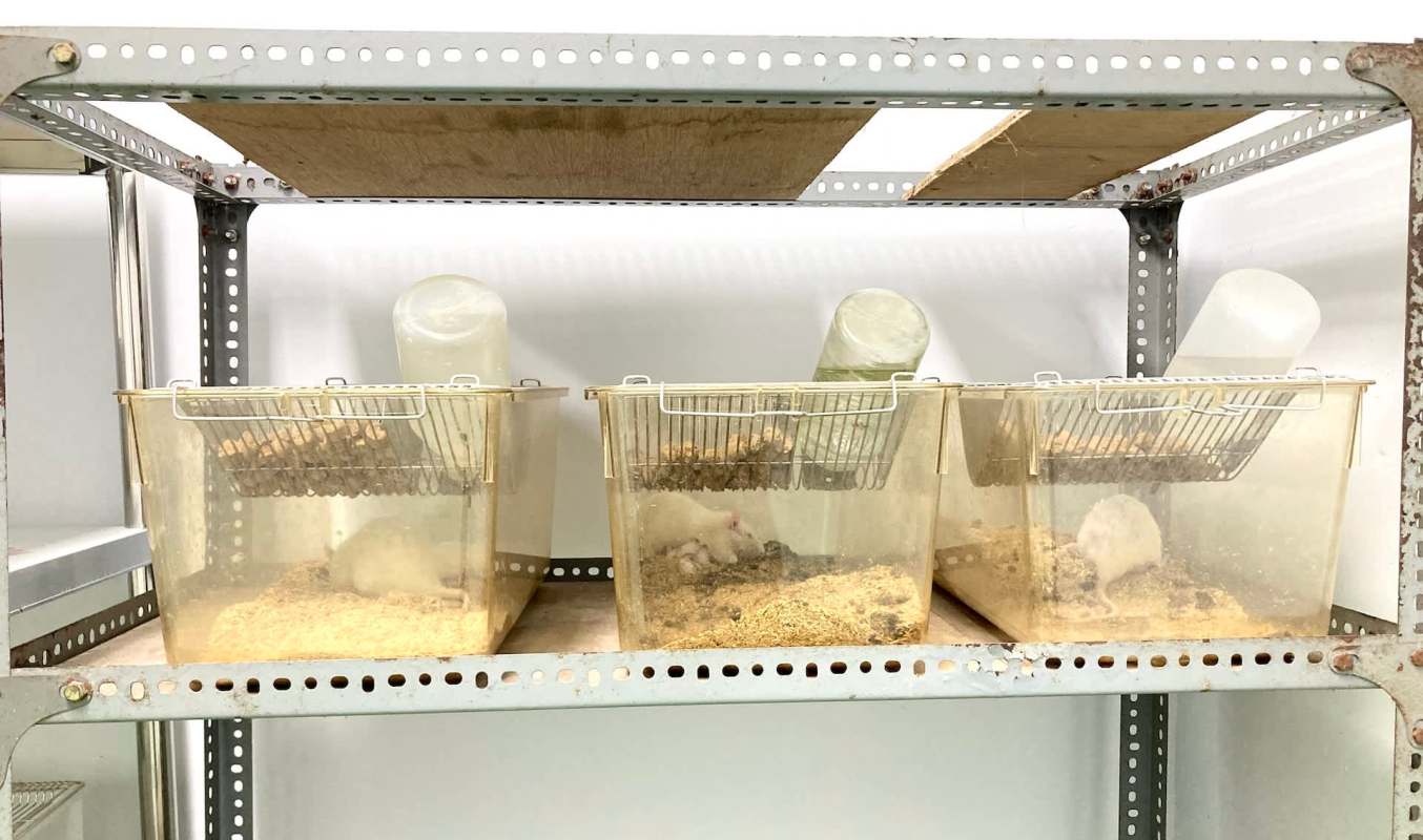 Three clear containers on a metal rack, each housing a white rat and filled with bedding.
