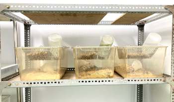 Three clear containers on a metal rack, each housing a white rat and filled with bedding.