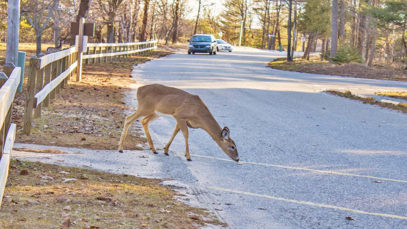 A deer grazes near a road while cars approach in a wooded area during the day.