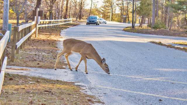 A deer grazes near a road while cars approach in a wooded area during the day.
