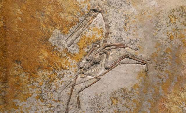 A fossilized bird skeleton embedded in a stone surface with a textured, earthy background.