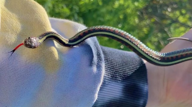 A close-up of a colorful garter snake with a red tongue held on a person's hand near greenery.