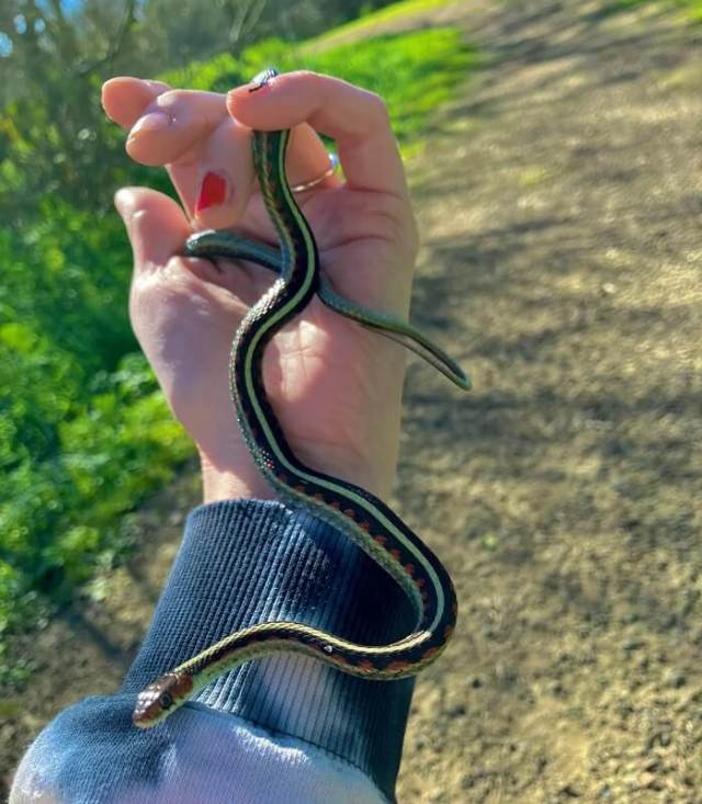 A close-up of a colorful garter snake with a red tongue held on a person's hand near greenery.