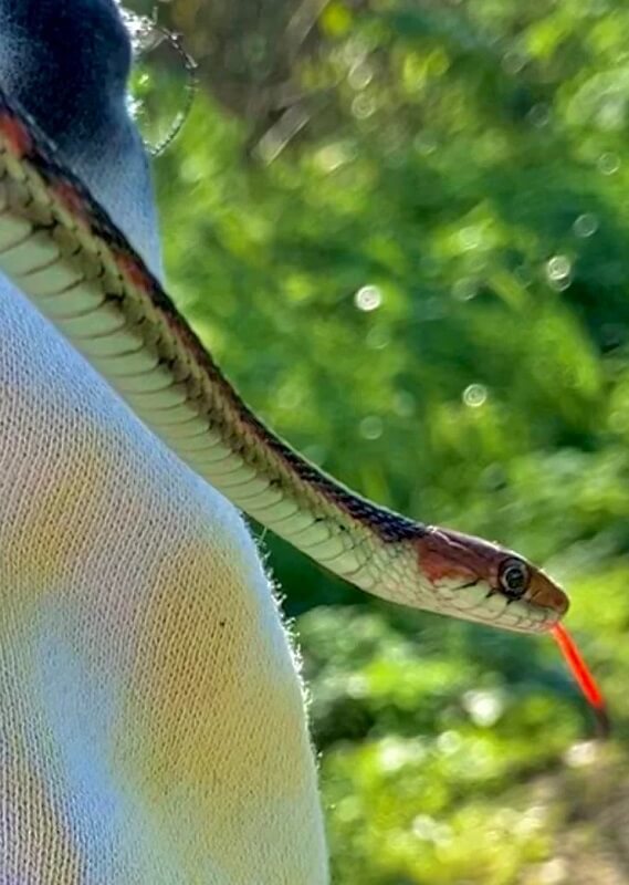 A close-up of a colorful garter snake with a red tongue held on a person's hand near greenery.