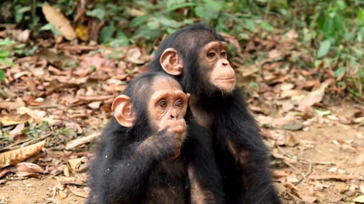 Two young chimpanzees sit together on the ground, surrounded by foliage and fallen leaves.