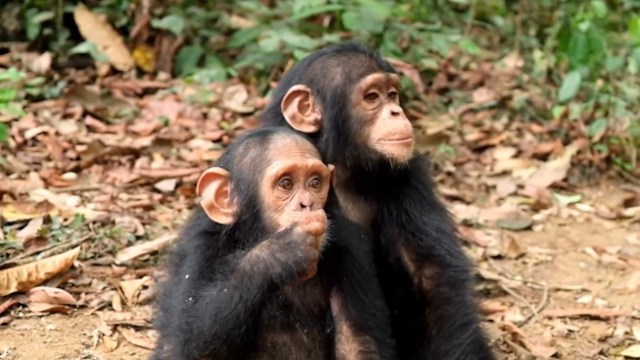 Two young chimpanzees sit together on the ground, surrounded by foliage and fallen leaves.
