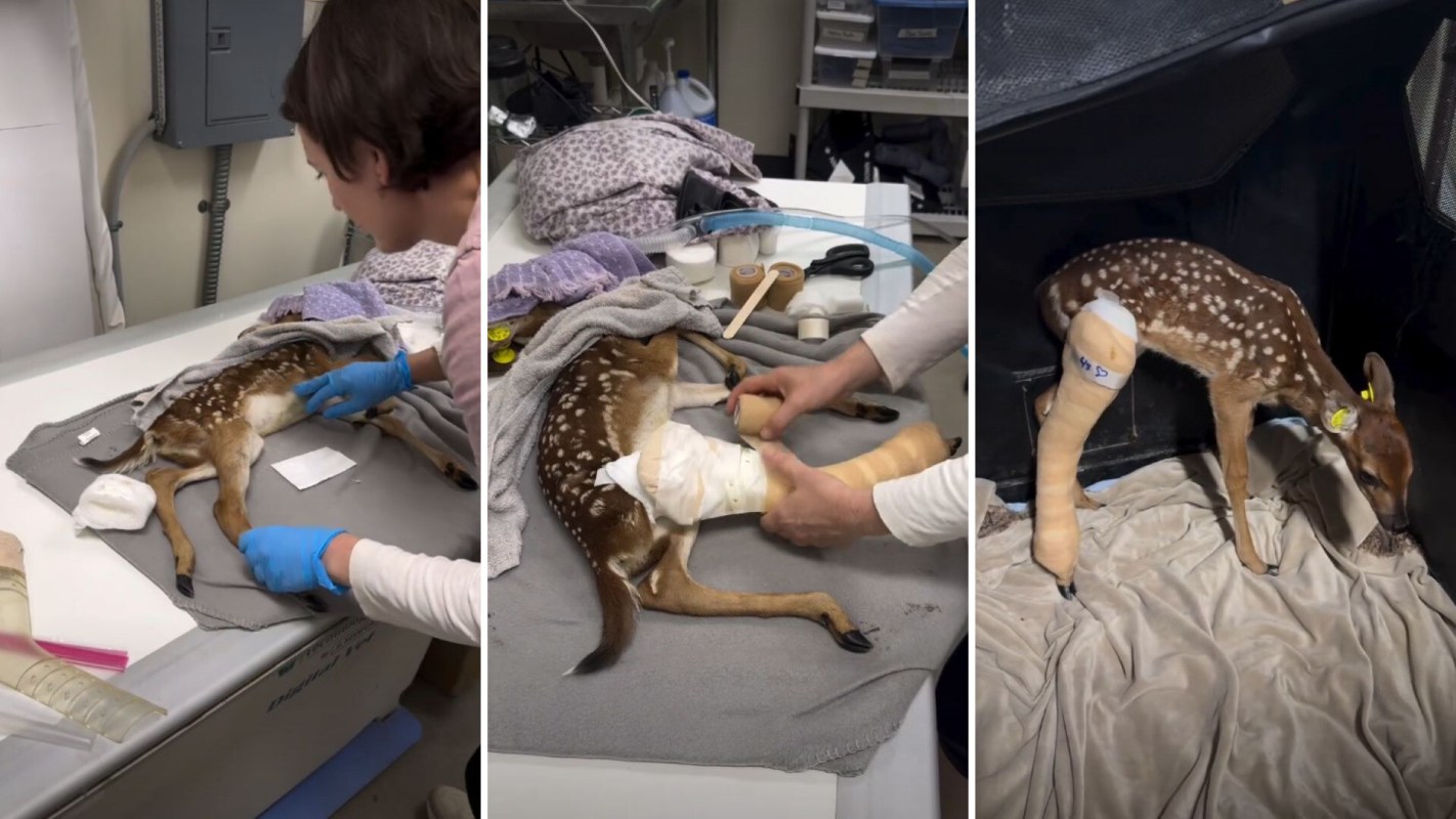 A fawn receiving medical attention with bandaged legs and a caregiver wrapping its injury in a veterinary setting.