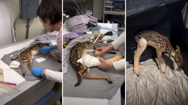A fawn receiving medical attention with bandaged legs and a caregiver wrapping its injury in a veterinary setting.
