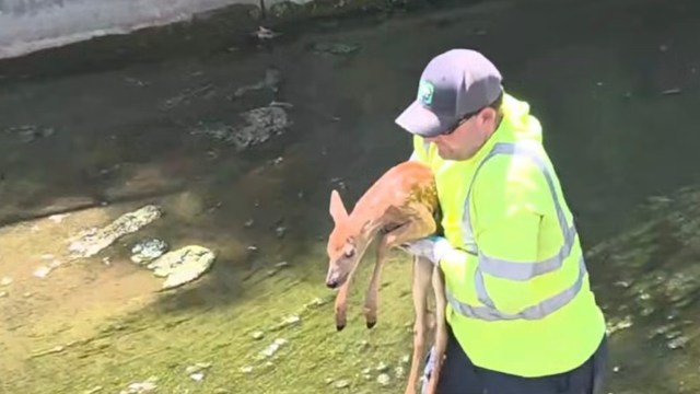 A man in a bright yellow vest holds a small fawn near a body of water.