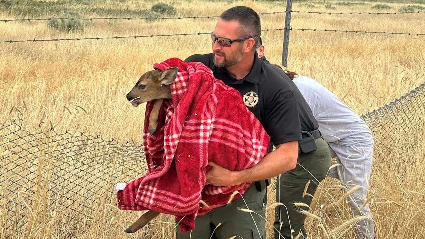 A man in sunglasses carries a wrapped fawn, while another person assists near a barbed wire fence.