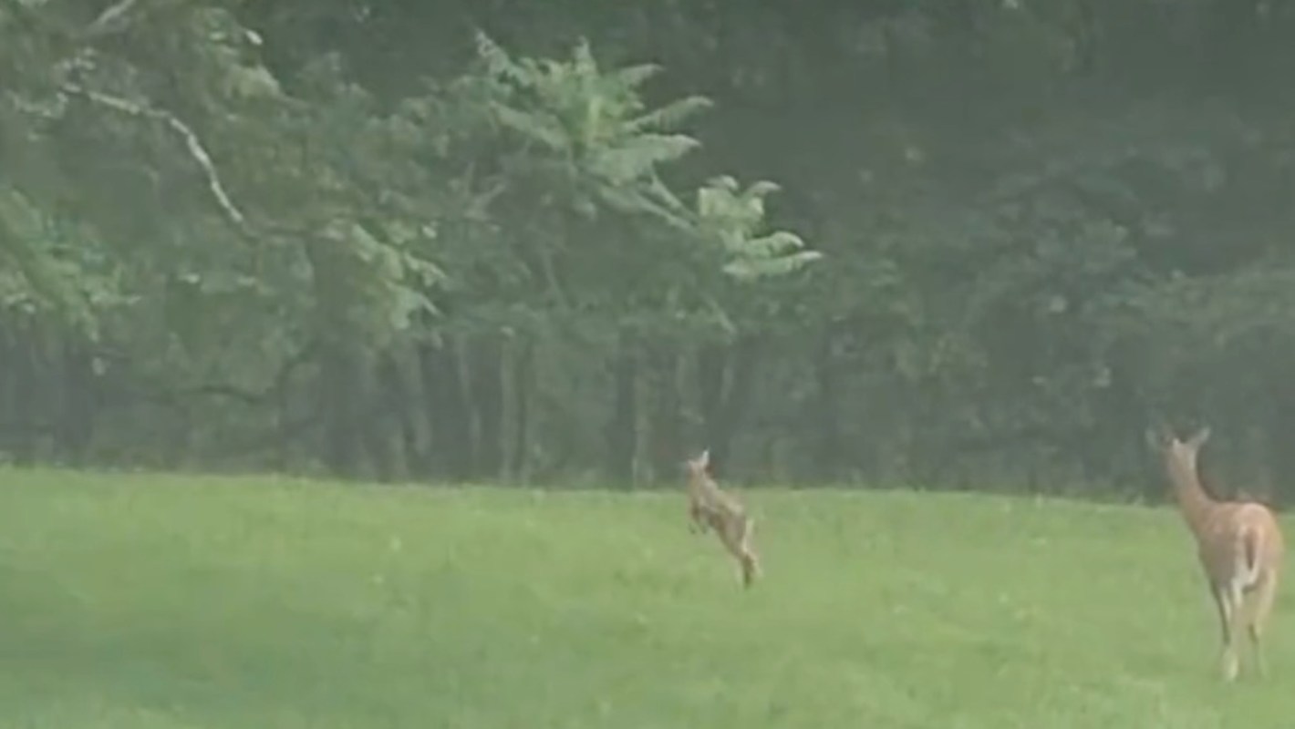A fawn leaps across a grassy field in front of its mother with trees in the background.