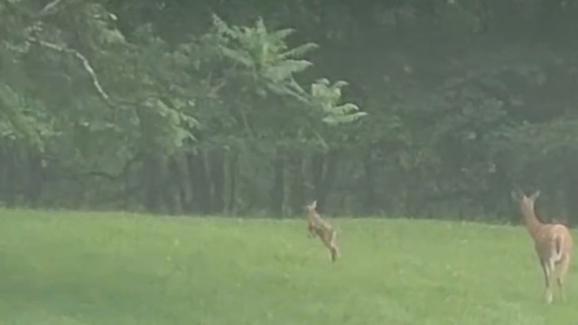 A fawn leaps across a grassy field in front of its mother with trees in the background.