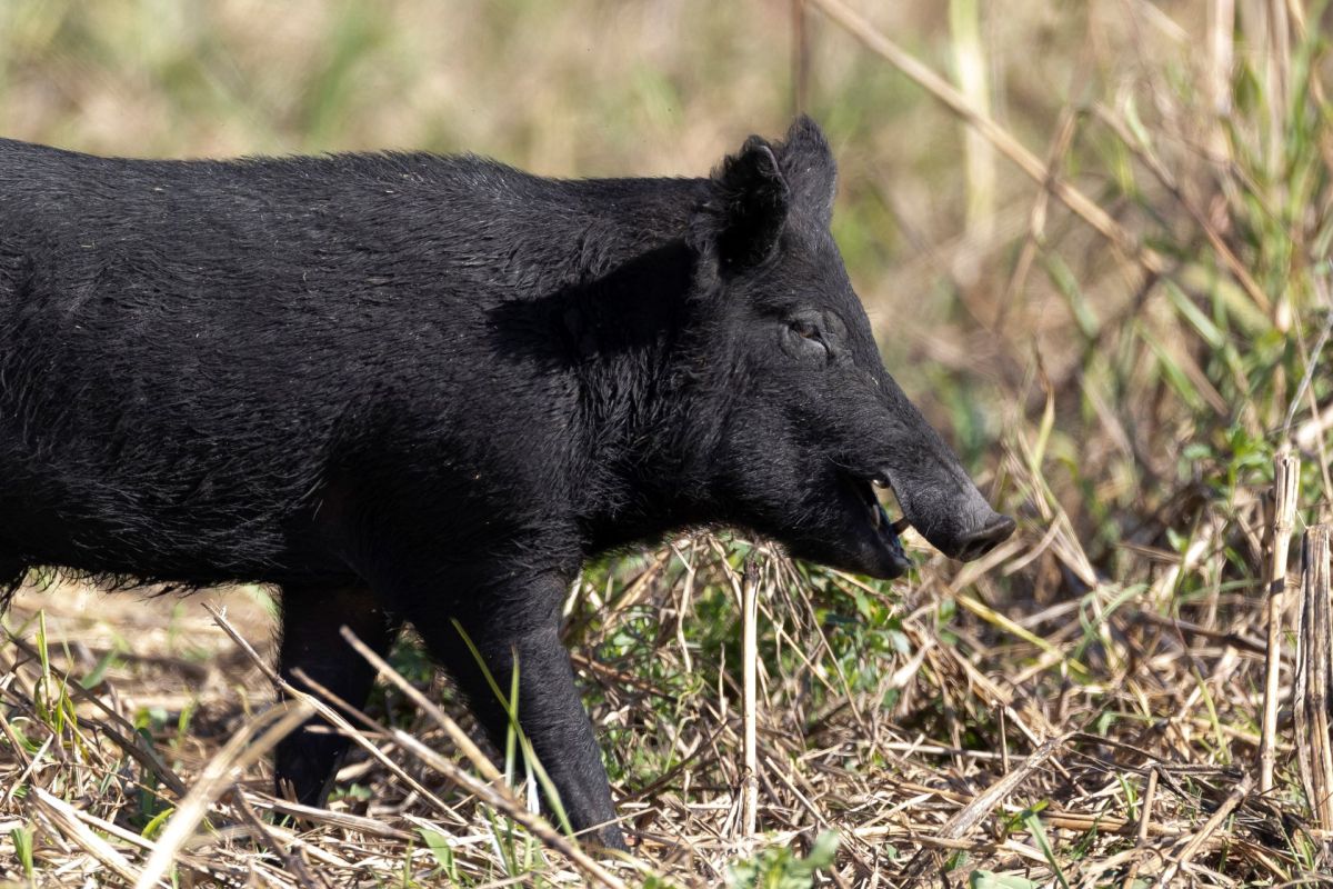 A feral pig walking through a field.
