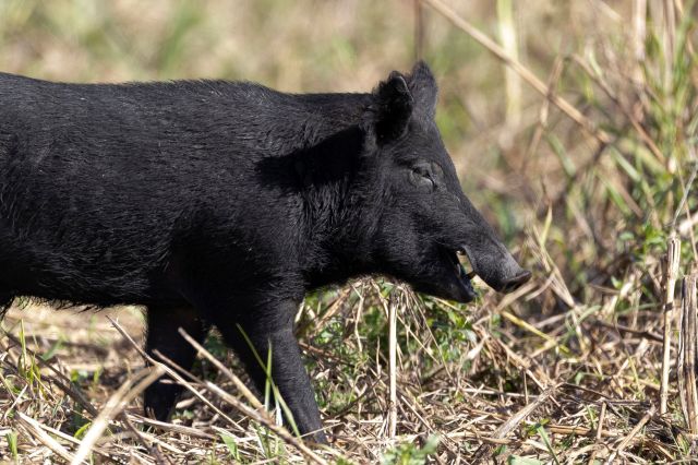 A feral pig walking through a field.