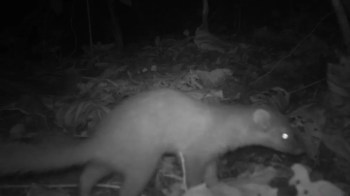 A small mammal, a Bornean ferret badger, is foraging on the forest floor in low light conditions.