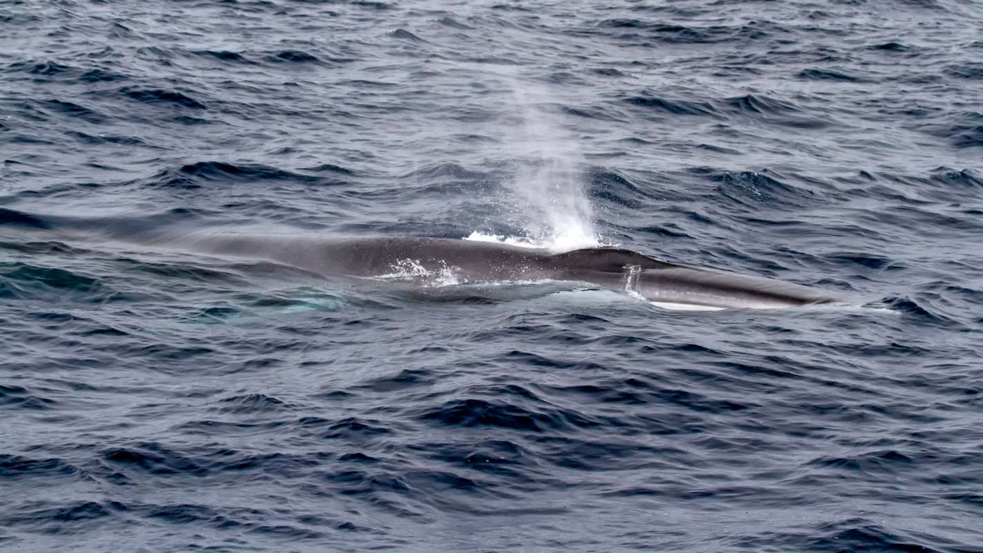 A fin whale surfaces and shoots air from its blowhole.