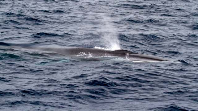A fin whale surfaces and shoots air from its blowhole.