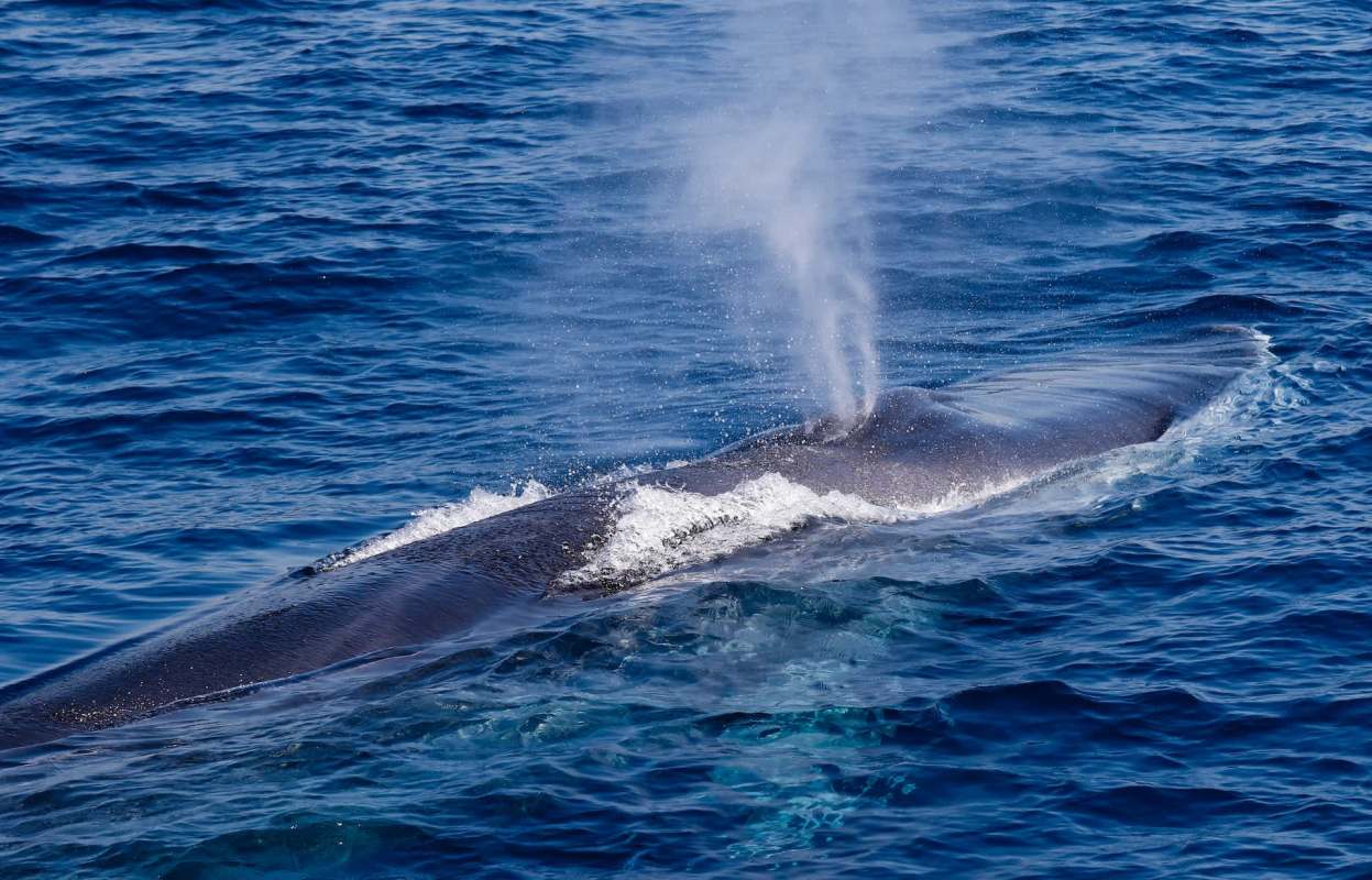 A large fin whale spouts water into the air while swimming in the deep blue ocean.