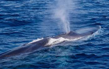 A large fin whale spouts water into the air while swimming in the deep blue ocean.