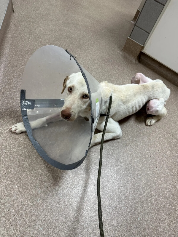 A visibly malnourished white dog in a cone sat on a hard floor.