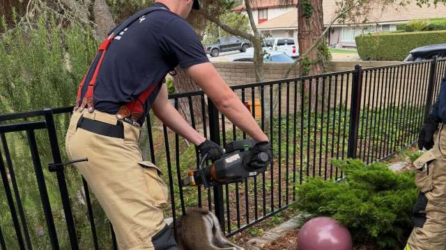 A person in work attire using a chainsaw near a fence, focused on a small animal nearby.