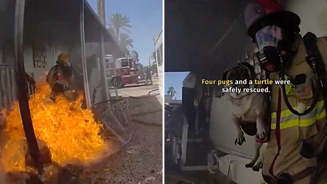 A firefighter rescues a pug from a burning building.