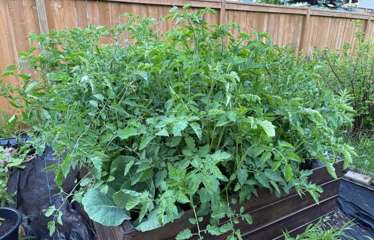A lush garden bed filled with dense, green tomato plants and a large leafy vegetable nearby.