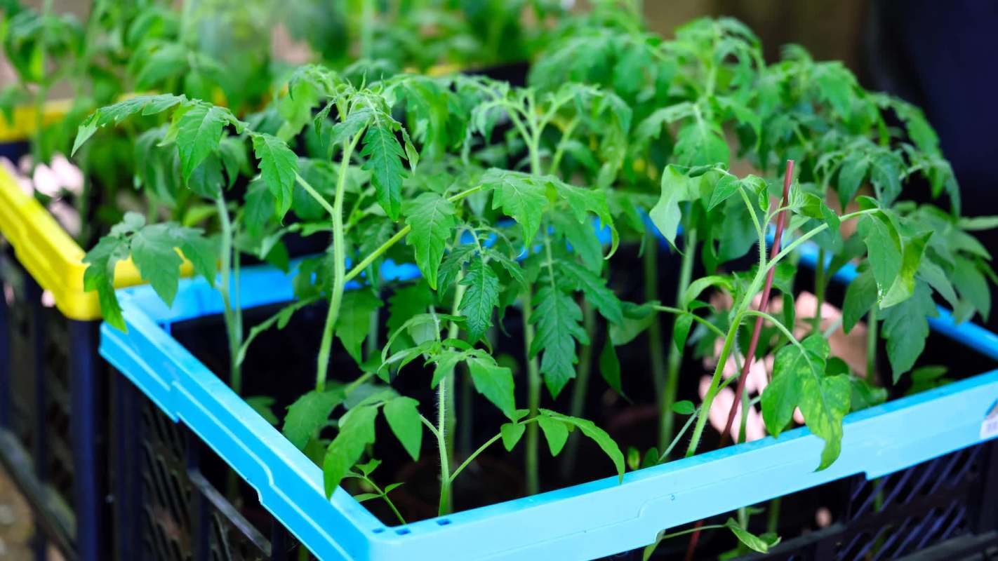 A tray of young tomato plants with vibrant green leaves in a colorful plastic container.