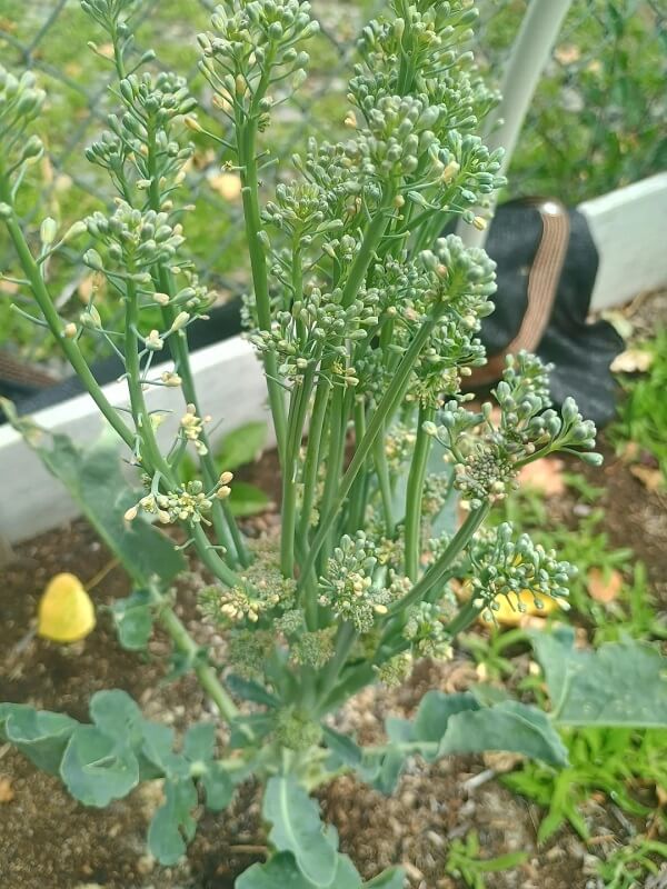 A close-up of a broccoli plant with green leaves and developing florets in a garden bed.
