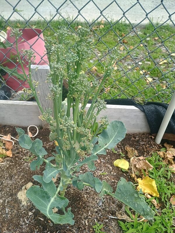 A close-up of a broccoli plant with green leaves and developing florets in a garden bed.