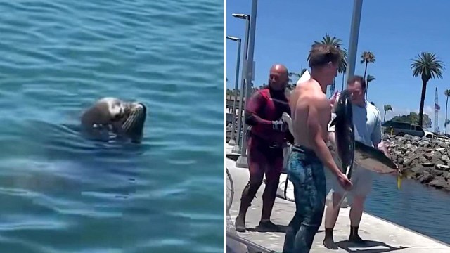 A seal is swimming in blue water while two men hold a large fish on a dock under palm trees.