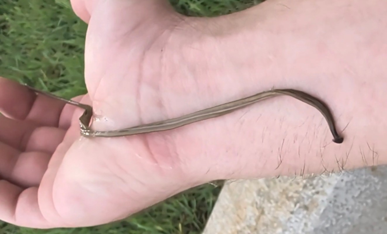 A hand holding a flatworm with text labels identifying it as "invasive" and "flatworm."