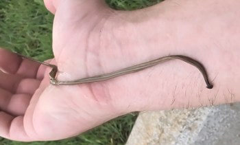A hand holding a flatworm with text labels identifying it as "invasive" and "flatworm."