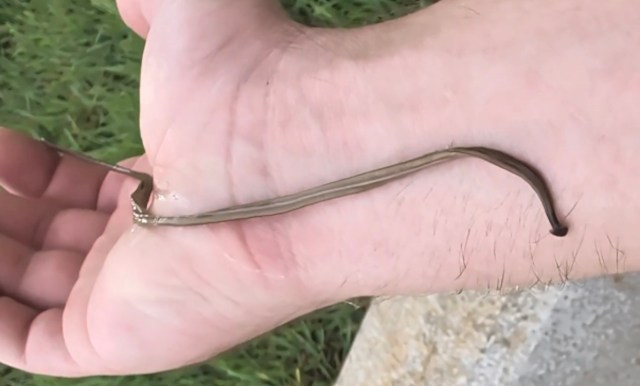 A hand holding a flatworm with text labels identifying it as "invasive" and "flatworm."