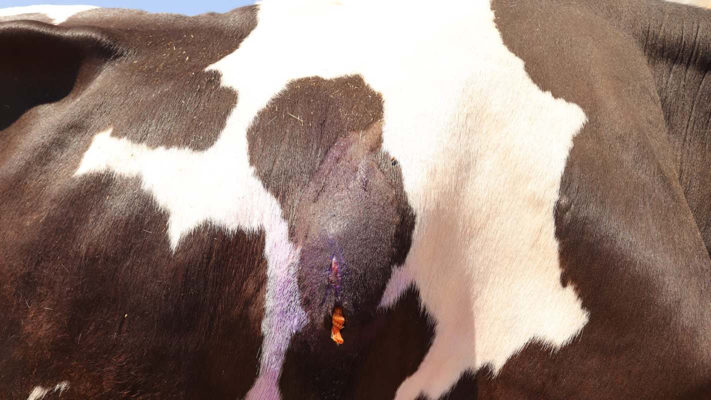 A close-up of a cow's back with visible fur patterns and a small wound covered in purple antiseptic treatment.