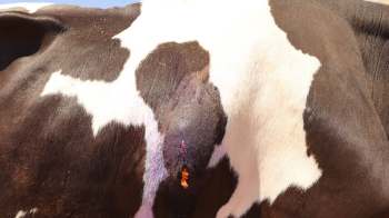 A close-up of a cow's back with visible fur patterns and a small wound covered in purple antiseptic treatment.