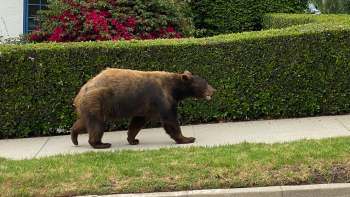 A black bear in Florida.